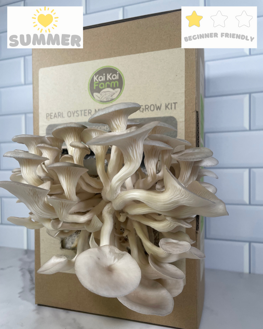 Pearl Oyster Mushroom Grow Kit Fruiting and loving summer