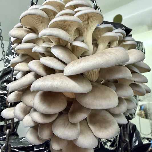 Pearl Oyster Mushroom Ready To Fruit Block