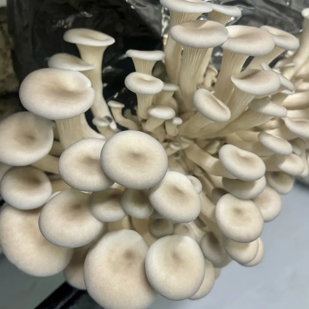 Pearl Oyster Ready To Fruit Block