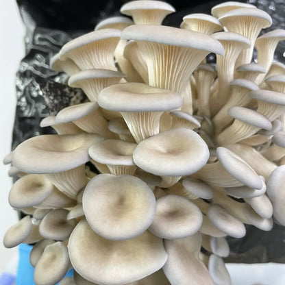 Pearl Oyster Ready To Fruit Block