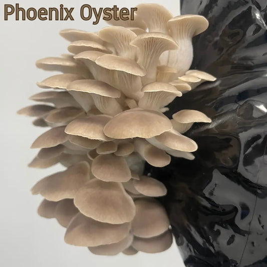 Phoenix Oyster Mushroom Block Fruiting