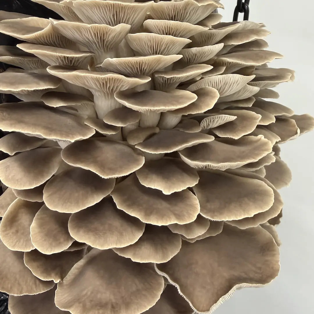 Phoenix Oyster Mushroom Block Fruiting