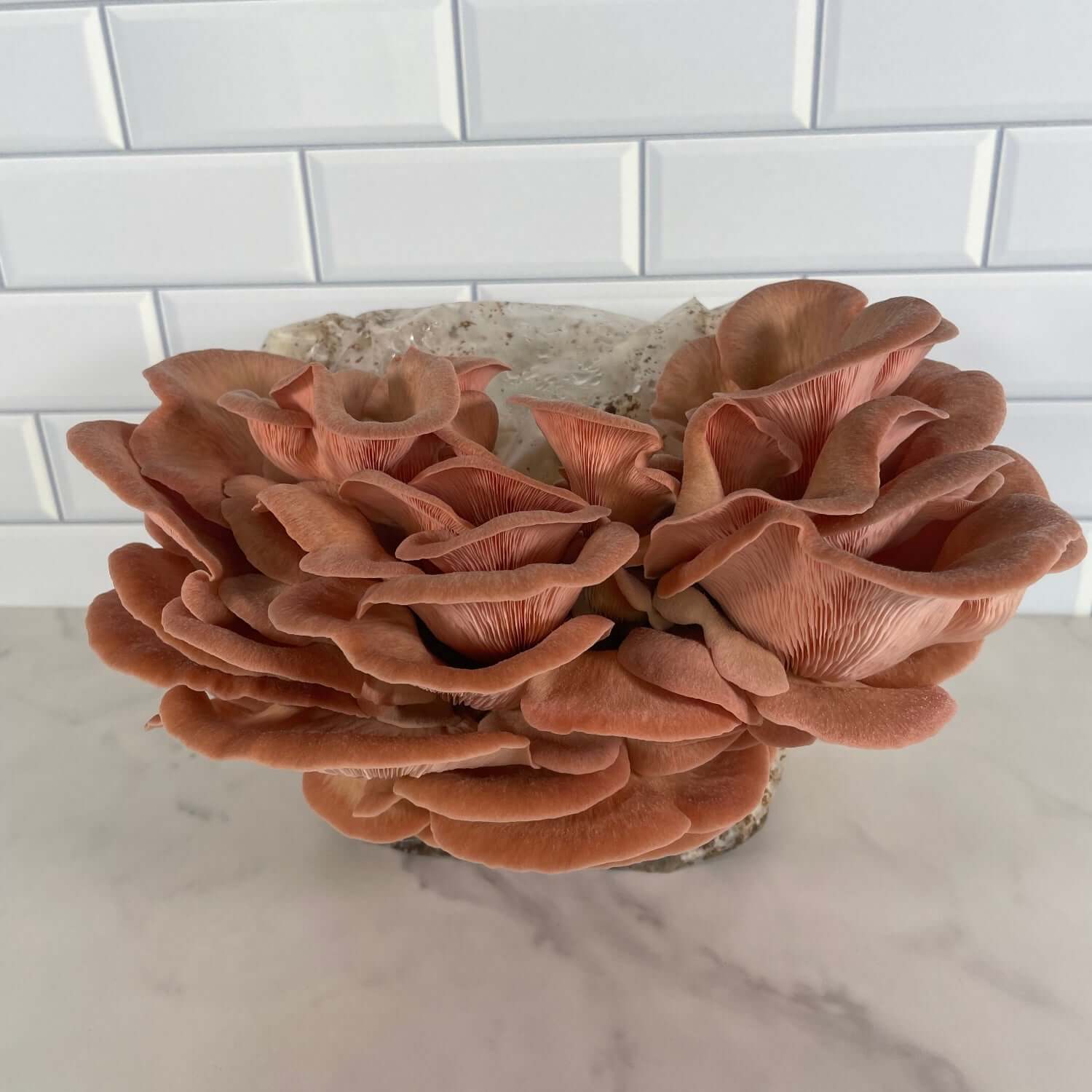Cluster of pink oysters ready for harvest