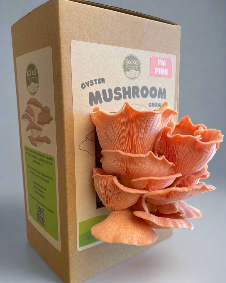 Pink Oyster Mushroom Grow Kit Fruiting, ready to harvest and enjoy