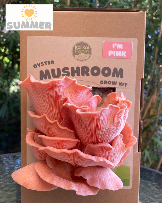 Pink Oyster Mushroom Grow Kit Fruiting and loving summer