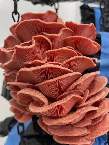 Pink Oyster Mushrooms Grown on Pasteurised Master's Mix