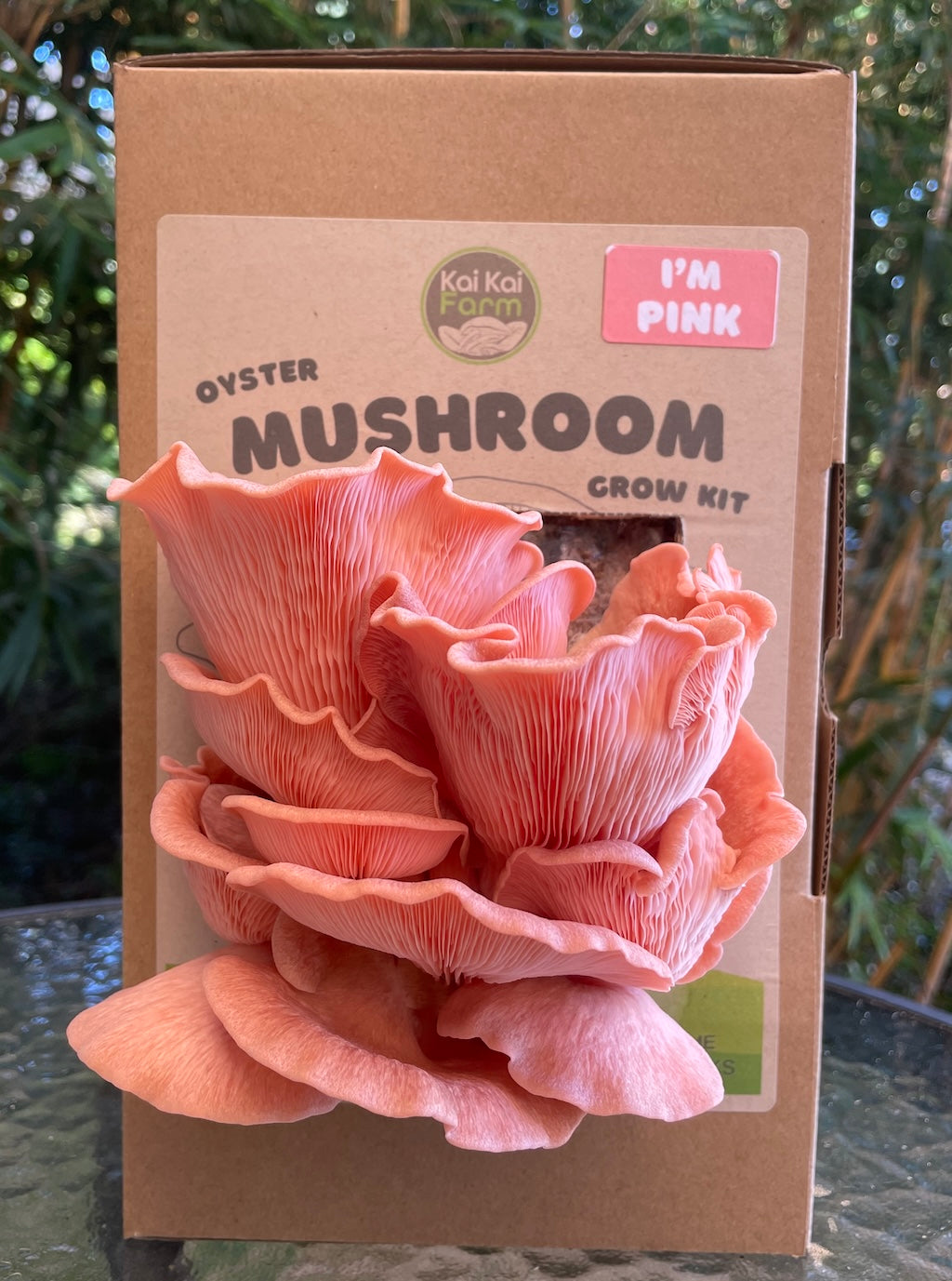 Pink Oyster Mushroom Grow Kit Fruiting and loving summer