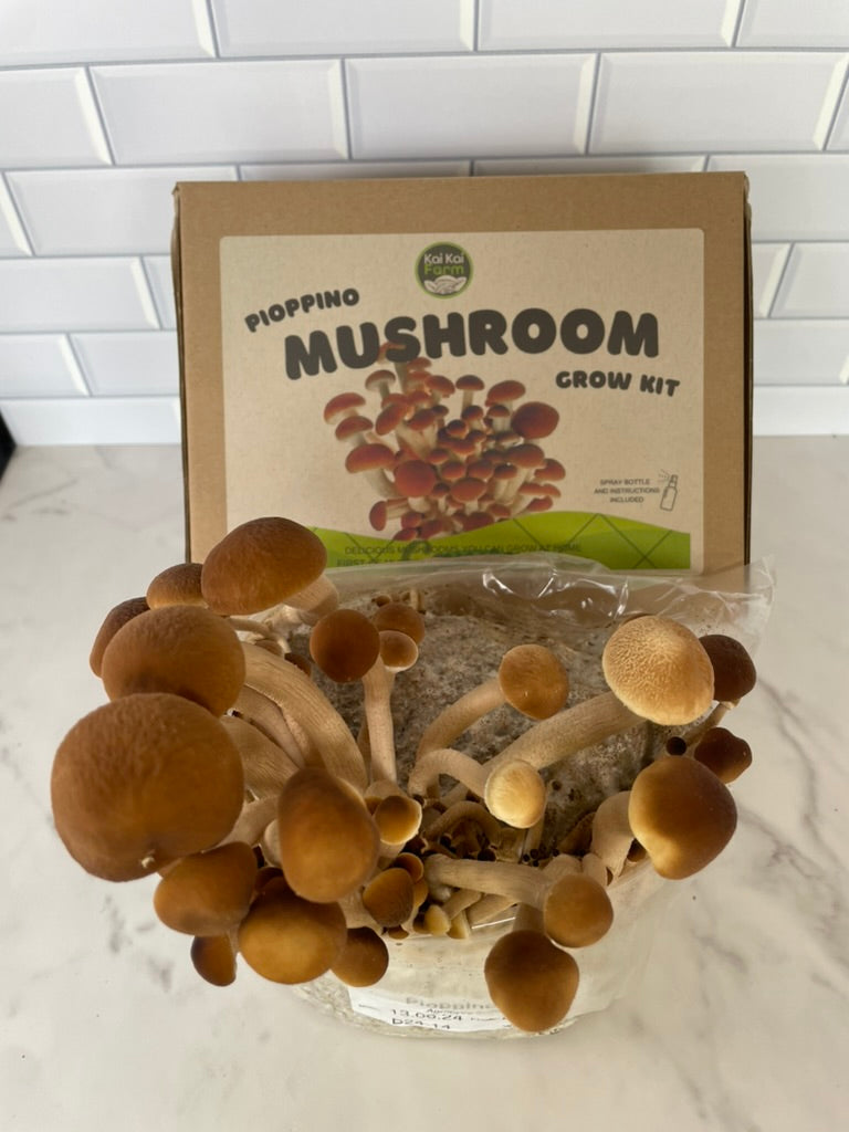 Pioppino Mushroom Kit - Kai Kai Farm