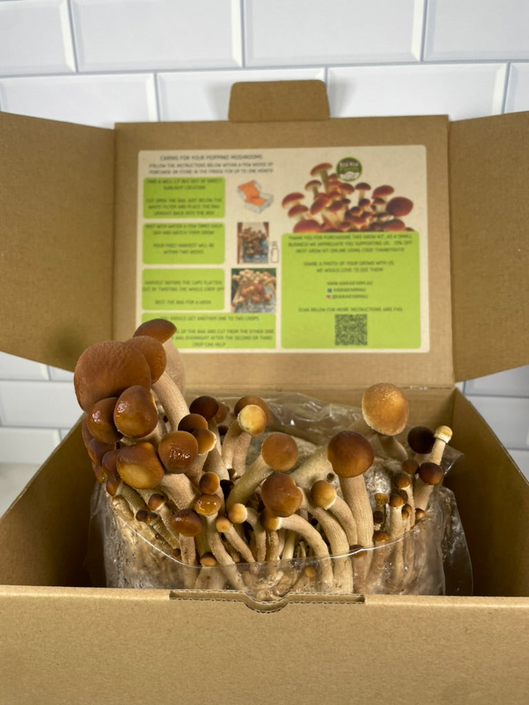 Pioppino Mushroom Kit - Kai Kai Farm