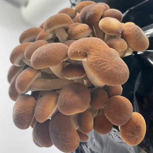 Cluster of Pioppino Mushrooms Fruiting On A Grow Block