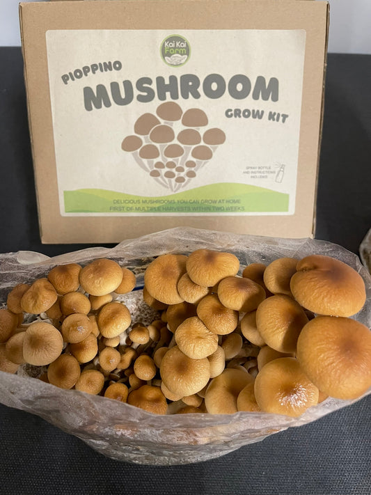 Pioppino Mushroom Kit - Kai Kai Farm