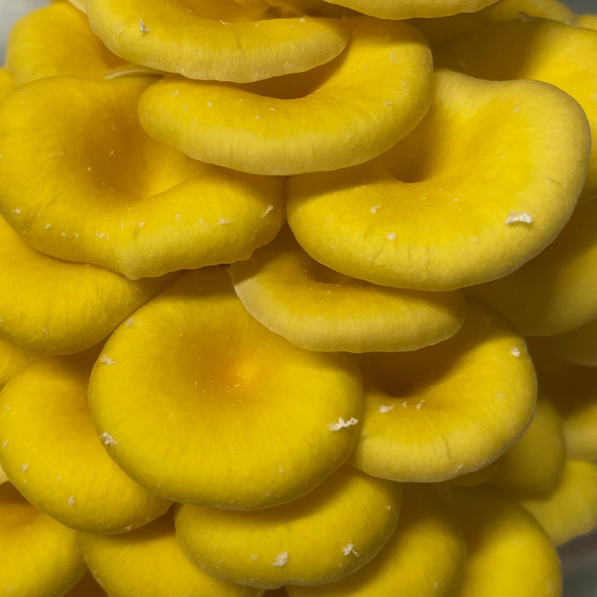 Kai Kai Farm's Bokashi Composting Collection