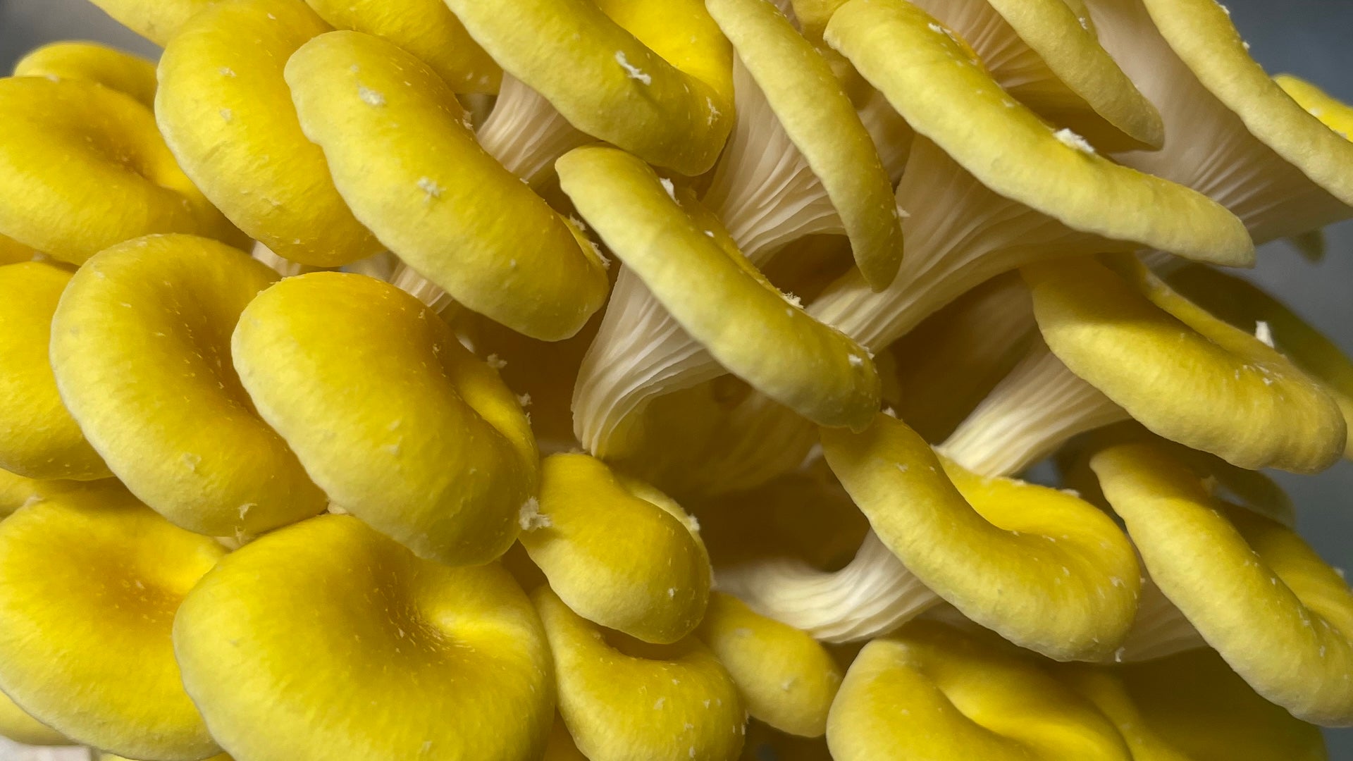 Kai Kai Farm's Ready To Fruit Mushroom Blocks Collection