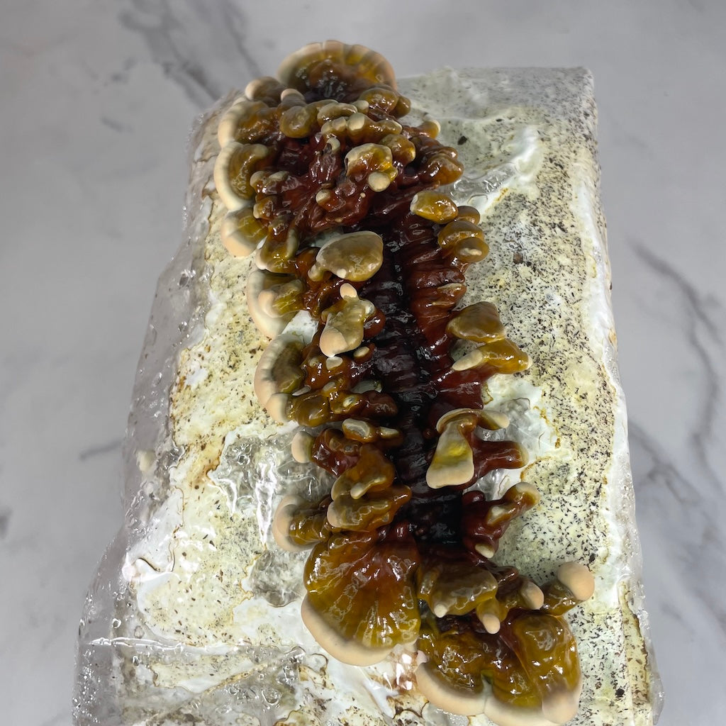 Reishi fruiting on a hardwood and wheat bran block