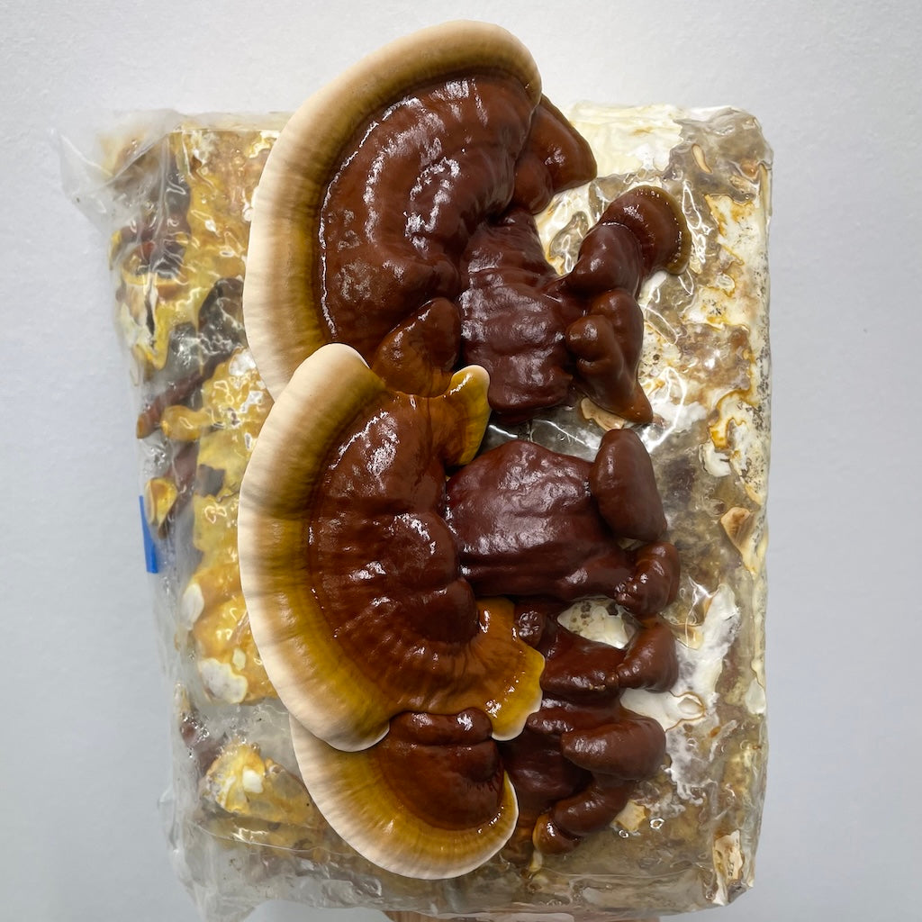 Reishi Commercial Block Fruiting