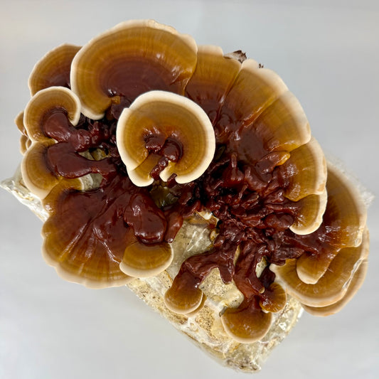 Organic Reishi Ganoderma steyaertanum Ready To Fruit Block Hero
