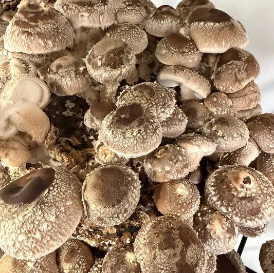 Shiitake 3790 Mushroom - 2.2KG Ready To Fruit Block