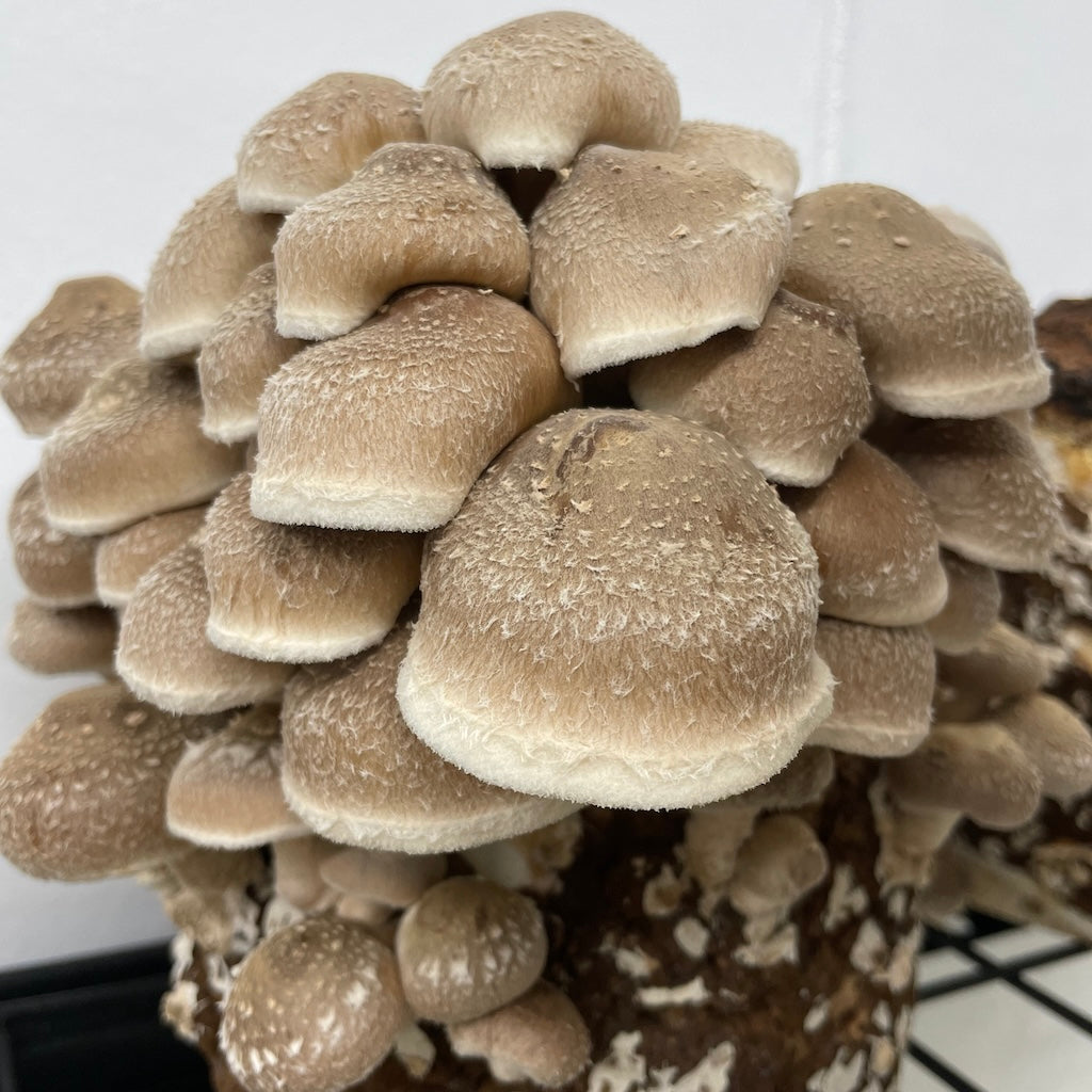 Shiitake fruiting on a hardwood and wheat bran block
