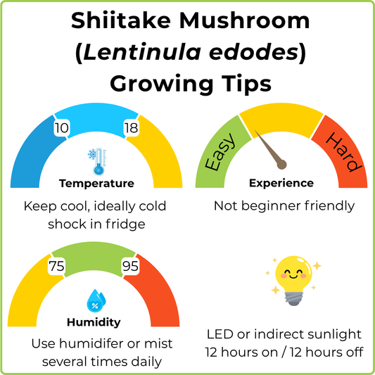 Shiitake 3790 Mushroom - 2.2KG Ready To Fruit Block