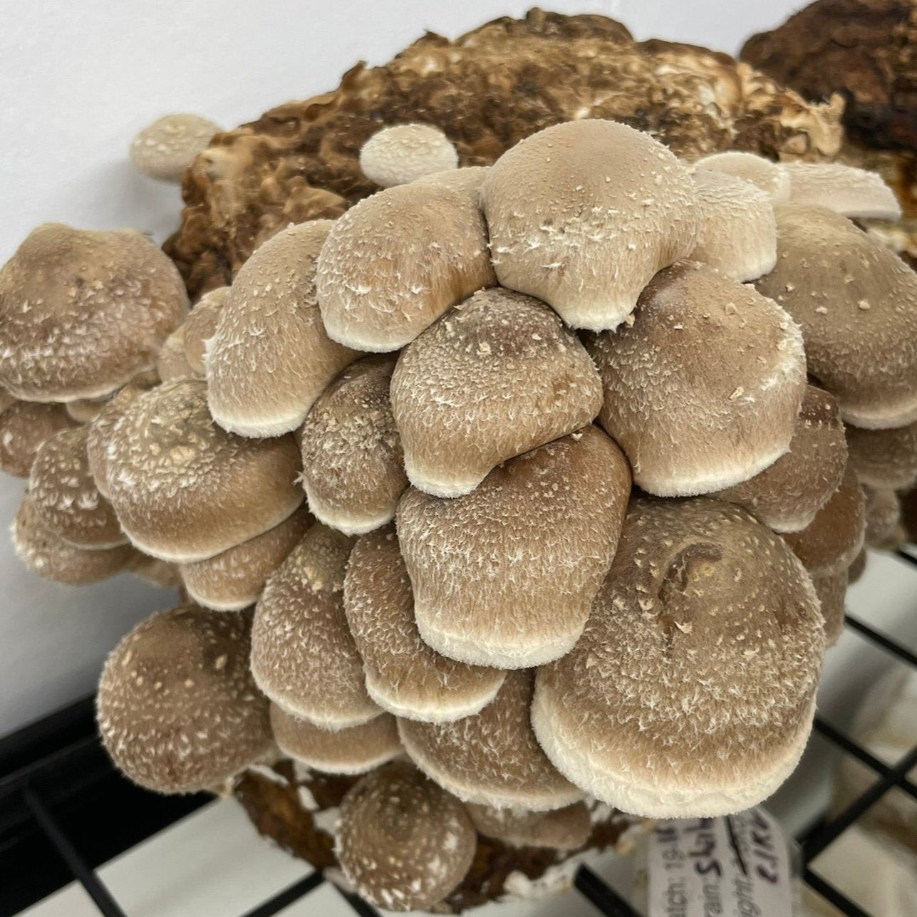 Shiitake fruit on a block ready for harvest