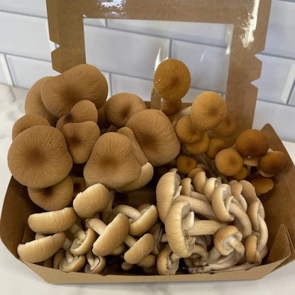 Small Size Box Of Fresh Pioppino Mushrooms