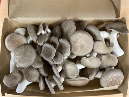 Image of a small box of fresh Black Pearl King Oyster Mushrooms