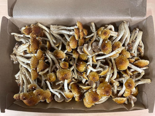 Image of a small box of fresh chestnut mushrooms