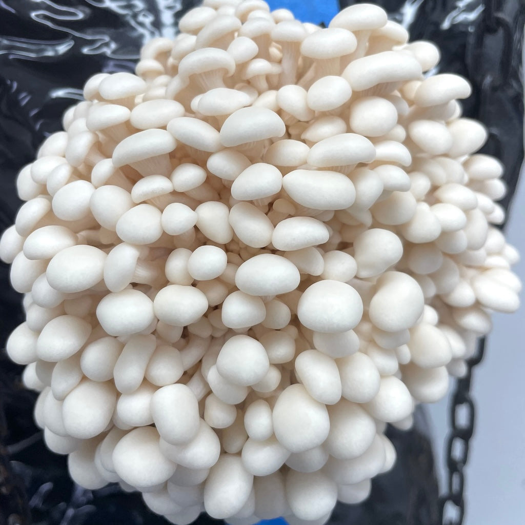 Oyster Mushroom 'Snow White' - Ready To Fruit Block Kai Kai Farm