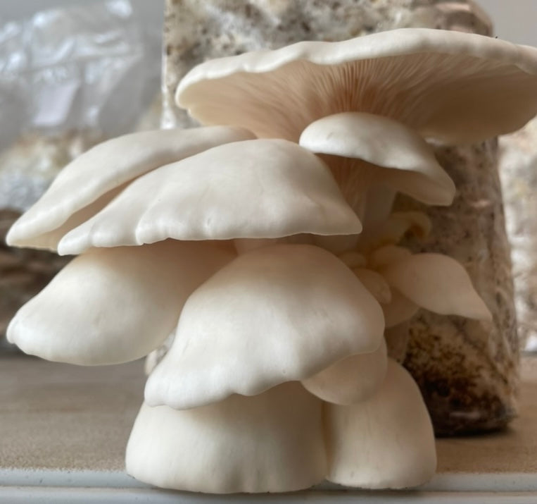 Snow White Oyster Mushroom Kit - Kai Kai Farm