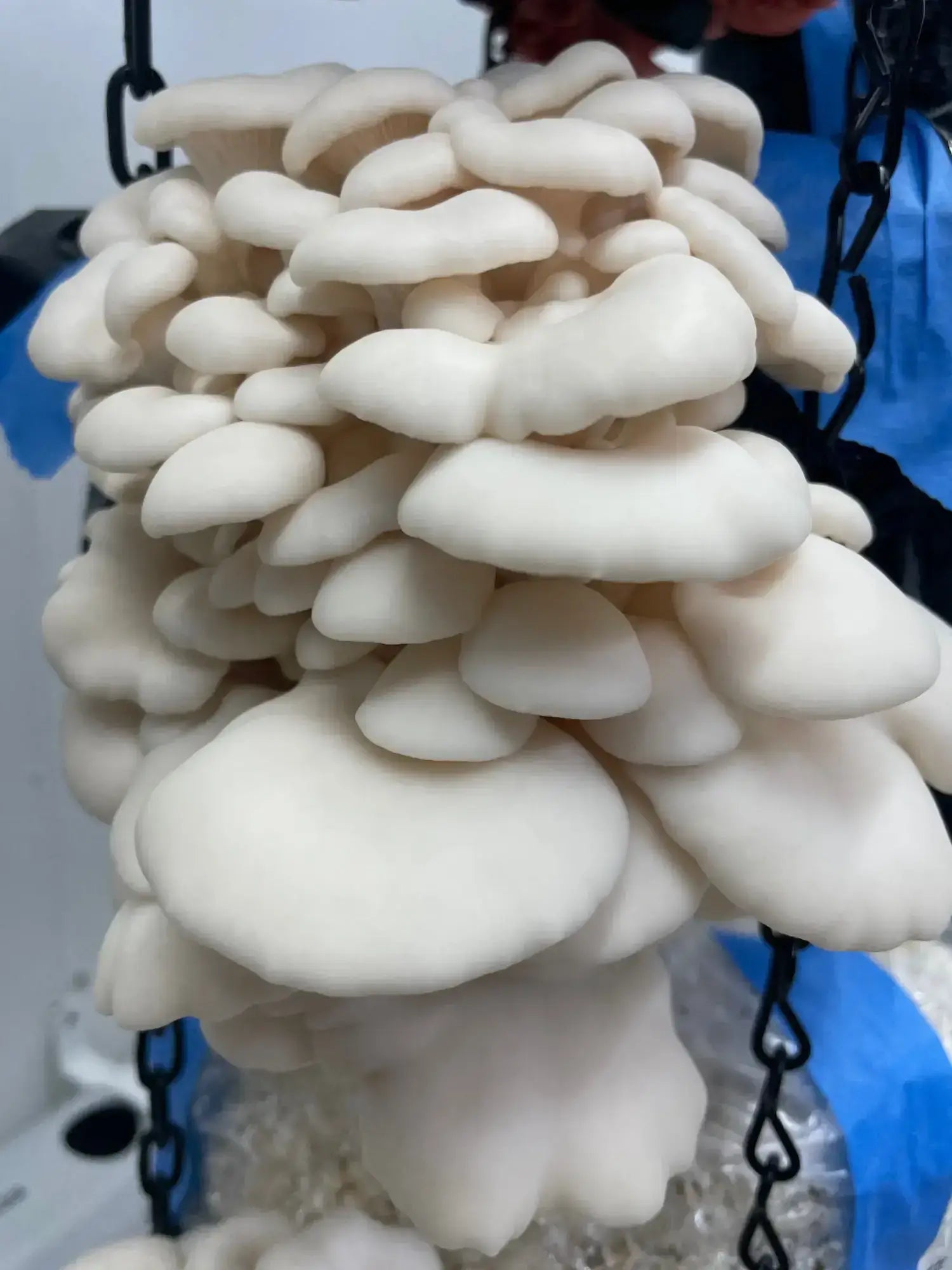 Snow White Oyster Mushrooms Grown on Pasteurised Master's Mix