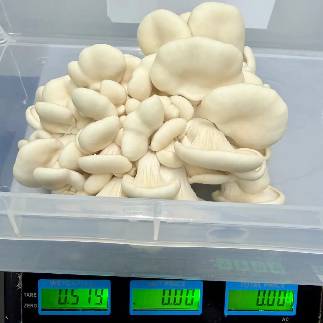 First Flush Harvest Weight - 519g From Snow White Oyster Ready To Fruit Block