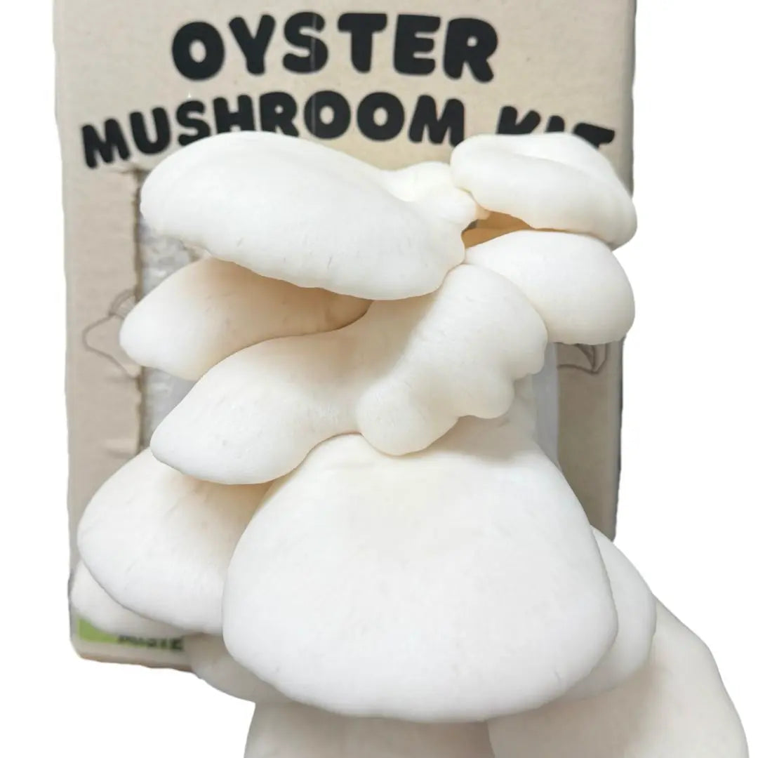 Snow White Oyster Mushroom Grow Kit Fruiting