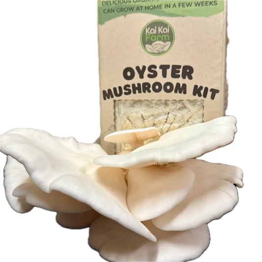 Snow White Oyster Mushroom Grow Kit Fruiting