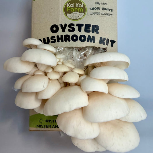 Snow White Oyster Mushroom Kit