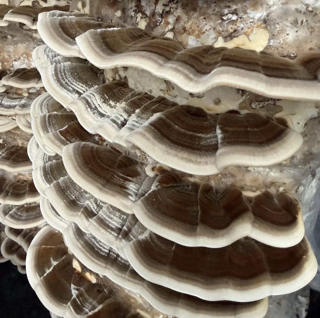 Turkey Tail mushroom (Trametes versicolor) fruiting body with banded brackets, grown from a 2.2KG ready to fruit block