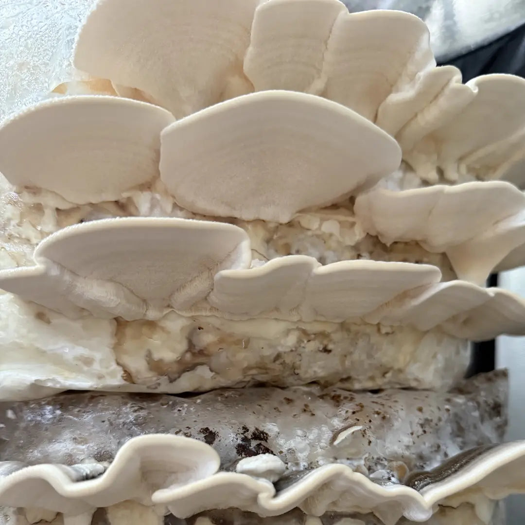 Underside of a Turkey Tail mushroom showing the clean white pore surface that identifies true Trametes versicolor