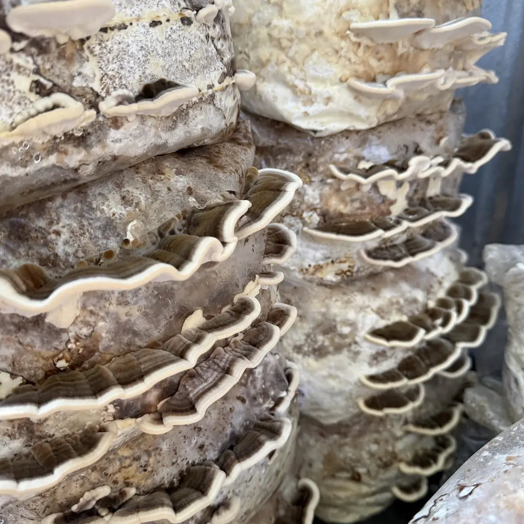 Turkey Tail mushrooms growing from a Kai Kai Farm block of hardwood and organic wheat bran substrate
