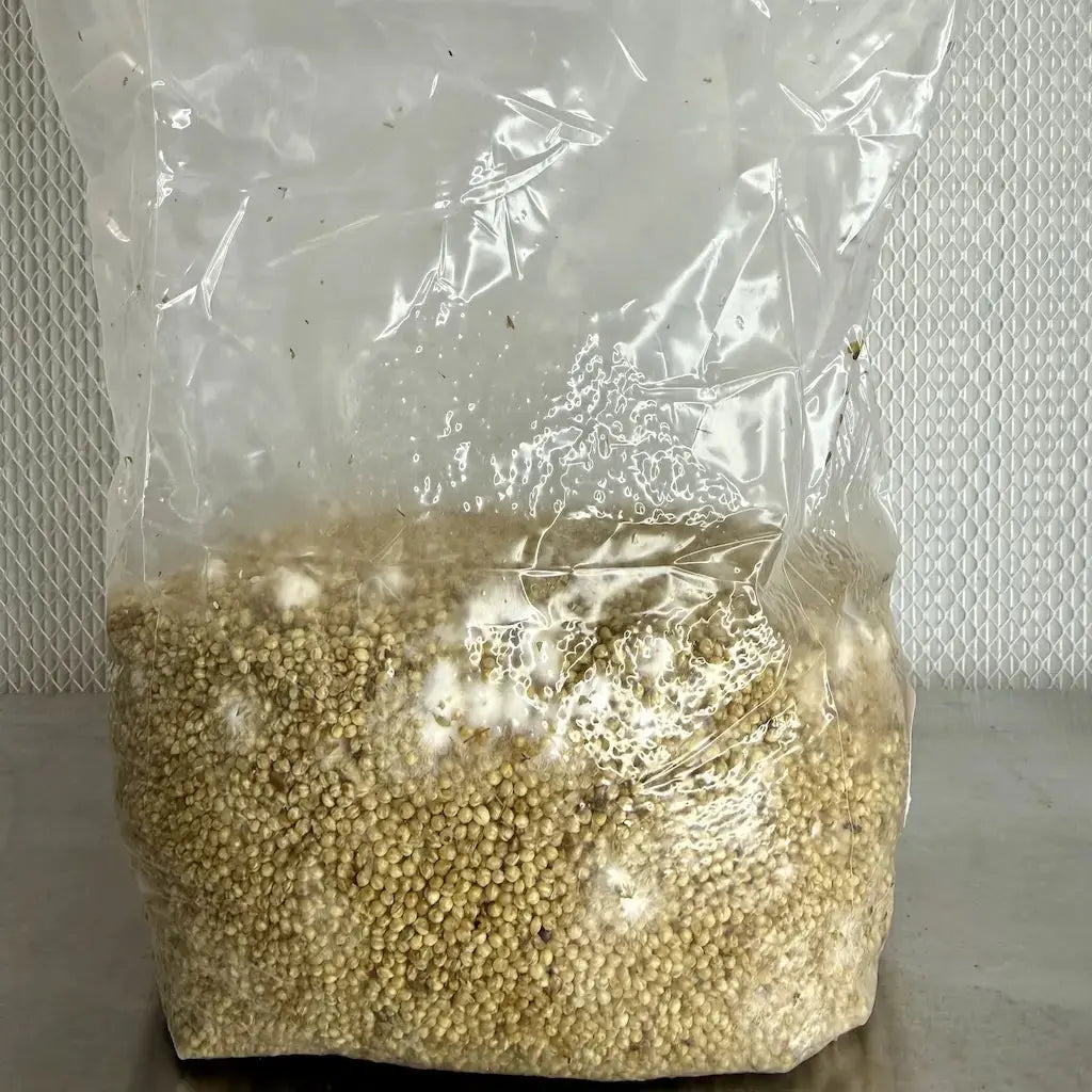 Unhulled Millet Grain for Mushroom Spawn — Bulk Pricing Available Kai Kai Farm