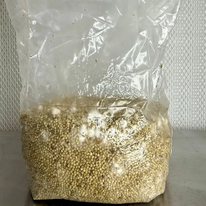Unhulled Millet Grain for Mushroom Spawn — Bulk Pricing Available Kai Kai Farm