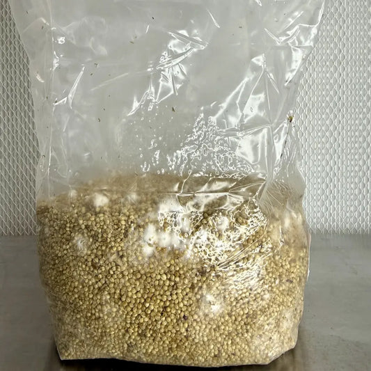 Unhulled Fresnh White Millet Grain Spawn Bag