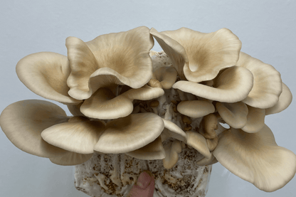 Warm White Oyster Mushroom Kit Fruiting