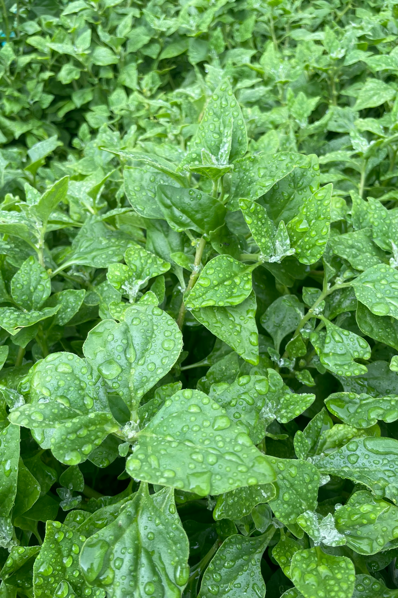 Warrigal greens growing in the field