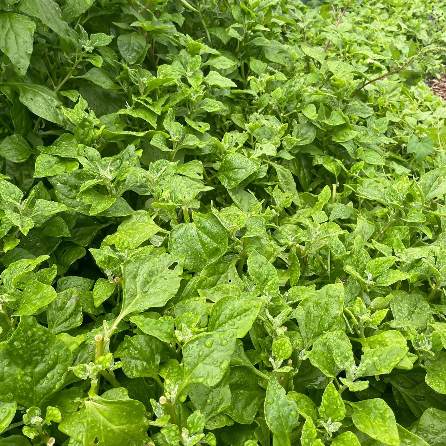 Another image of Warrigal greens growing