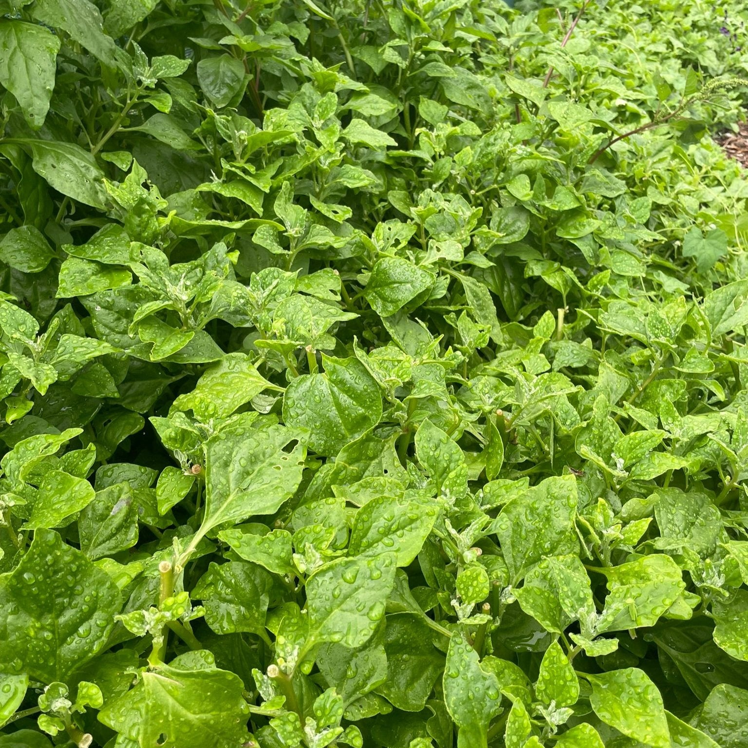 Another image of Warrigal greens growing