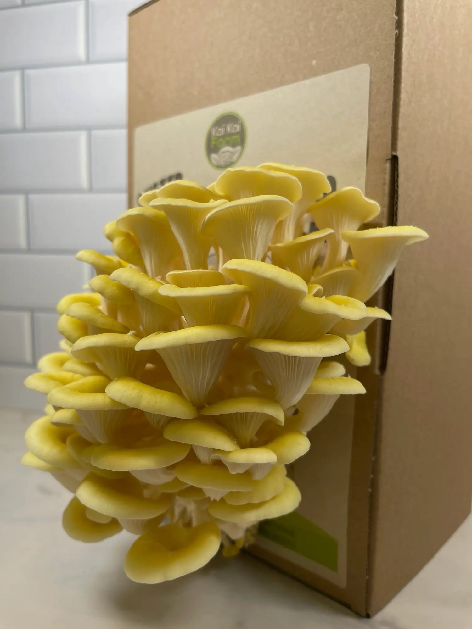 Yellow Oyster Mushroom Grow Kit