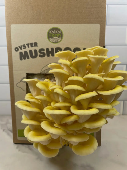 Yellow Oyster Mushroom Kit Fruiting