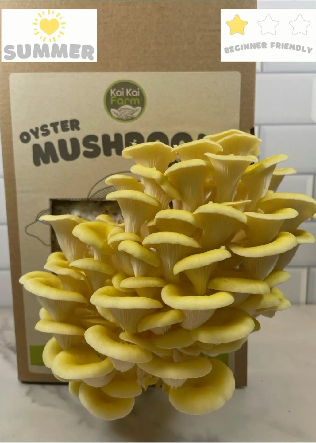 Yellow Oyster Mushroom Kit Hero Image