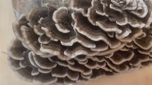 Organic Turkey Tail Mushrooms