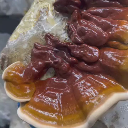 Organic Reishi Mushrooms